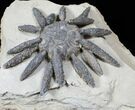 Very Large Reboulicidaris Urchin Fossil - #12950-3